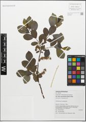 Foto von Salix myrsinifolia Salisb.